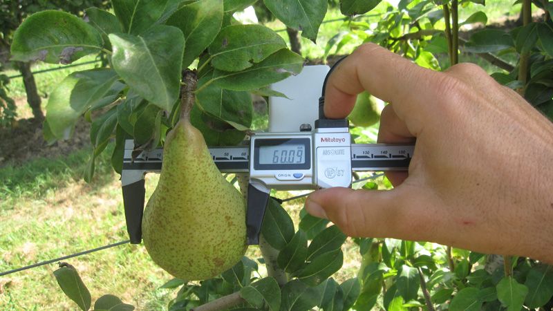 PerFrutto: a fruit growth monitoring and forecast service
